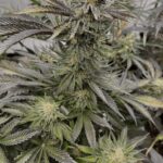 peanut-butter-breath-auto-cannabis-seeds-strain