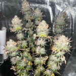 peanut-butter-breath-auto-cannabis-seeds-strain