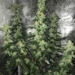 peanut-butter-breath-fem-cannabis-seeds-strain