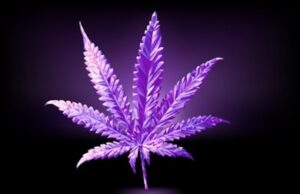 purple-punch-art-strain-seeds-cannabis