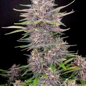 purple-punch-autoflower-seeds-cannabis-strain-usa-bud1