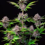 purple-punch-autoflower-seeds-cannabis-strain-usa-bud1