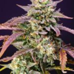 purple-punch-autoflower-seeds-cannabis-strain-usa-bud1