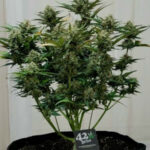 purple-punch-autoflower-seeds-cannabis-strain-usa-bud1