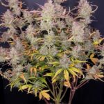 purple-punch-autoflower-seeds-cannabis-strain-usa-bud1