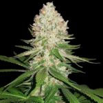 silver-haze-autoflower-seeds-cannabis-strain-usa-bud