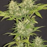 silver-haze-autoflower-seeds-cannabis-strain-usa-bud