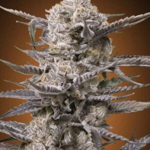 slurricane-autoflower-seeds-cannabis-strain-bud