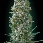 slurricane-autoflower-seeds-cannabis-strain-bud