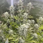 slurricane-autoflower-seeds-cannabis-strain-usa-plant