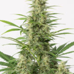 sour-diesel-autoflower-seeds-cannabis-strain-usa-bud