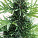 sour-diesel-autoflower-seeds-cannabis-strain-usa-bud