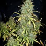 sour-diesel-autoflower-seeds-cannabis-strain-usa-bud