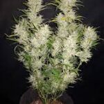 sour-diesel-autoflower-seeds-cannabis-strain-usa-bud