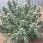 silver-haze-autoflower-seeds-cannabis-strain-usa-bud