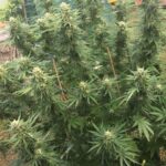 silver-haze-autoflower-seeds-cannabis-strain-usa-bud