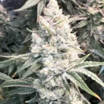 silver-haze-autoflower-seeds-cannabis-strain-usa-bud