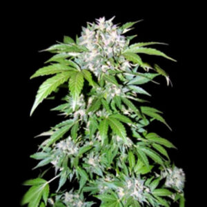 ak-47-autoflower-cannabis-seeds