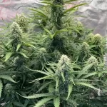 ak-47-autoflower-seeds-cannabis-strain-usa-marijuana-plant