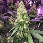 ak-47-autoflower-seeds-cannabis-strain-usa.