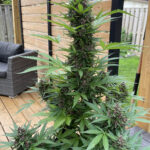 ak-47-autoflower-seeds-cannabis-strain-usa-marijuana-plant