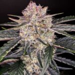 apple-fritter-feminized -seeds-strain-cannabis-marijuana-usa