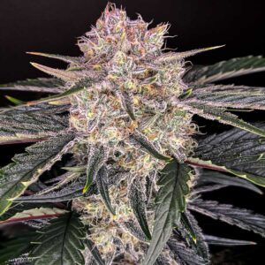 apple-fritter-feminized -seeds-strain-cannabis-marijuana-usa