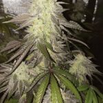 apple-fritter-feminized-seeds-strain-cannabis-usa-plant