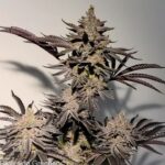 apple-fritter-feminized-seeds-strain-cannabis-usa-plant.