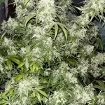 apple-fritter-feminized-seeds-strain-cannabis-usa-plant