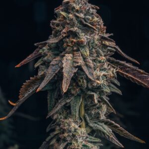 Black Runt Autoflower Seeds - 1Seeds