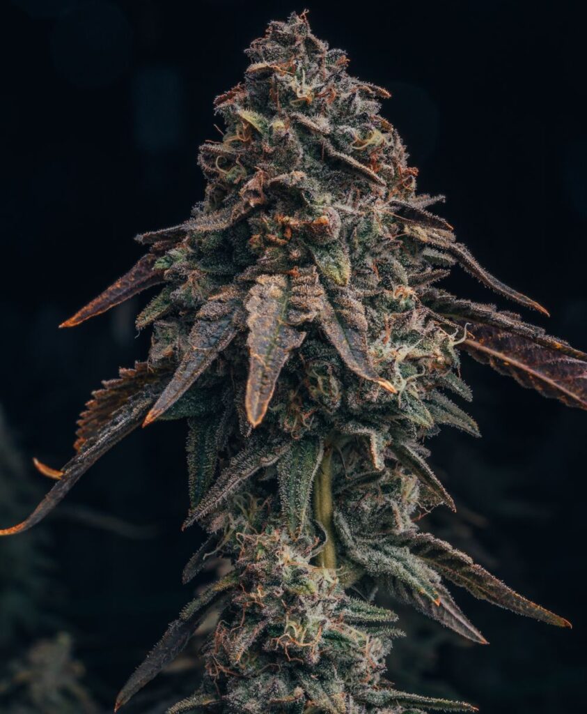 Black Runt Autoflower Seeds - 1Seeds