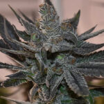 black-runtz-autoflower-seeds-strain-cannabis-usa-bud