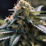 black-runtz-autoflower-seeds-strain-cannabis-usa-bud