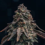 black-runtz-feminized-seeds-strain-cannabis-usa-bud2