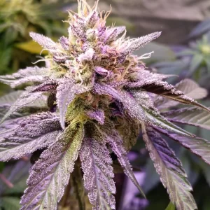 black-runtz-feminized-seeds-strain-cannabis-usa-bud2