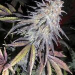 black-runtz-feminized-seeds-strain-cannabis-usa-bud2