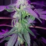 black-runtz-feminized-seeds-strain-cannabis-usa-bud2