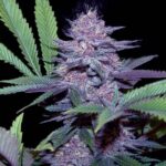 blue-dream-feminized-cannabis-seeds-strain-usa