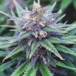 blue-dream-feminized-cannabis-seeds-strain-usa