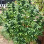 blue-dream-feminized-cannabis-seeds-strain-usa