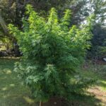 blue-dream-feminized-cannabis-seeds-strain-usa