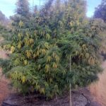 blue-dream-feminized-cannabis-seeds-strain-usa