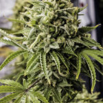 bubba-kush-autoflower-seeds-cannabis-strain-usa-marijuana-bud