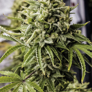 bubba-kush-autoflower-seeds-cannabis-strain-usa-marijuana-bud