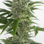 bubba-kush-autoflower-seeds-cannabis-strain-usa-marijuana-bud