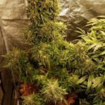 bubba-kush-autoflower-seeds-cannabis-strain-usa-marijuana-bud