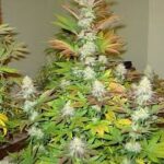 bubba-kush-autoflower-seeds-cannabis-strain-usa-marijuana-bud