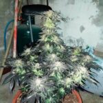 bubba-kush-autoflower-seeds-cannabis-strain-usa-marijuana-bud