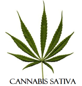 cannabis-sativa-marijuana-seeds-strain-leaf-pic